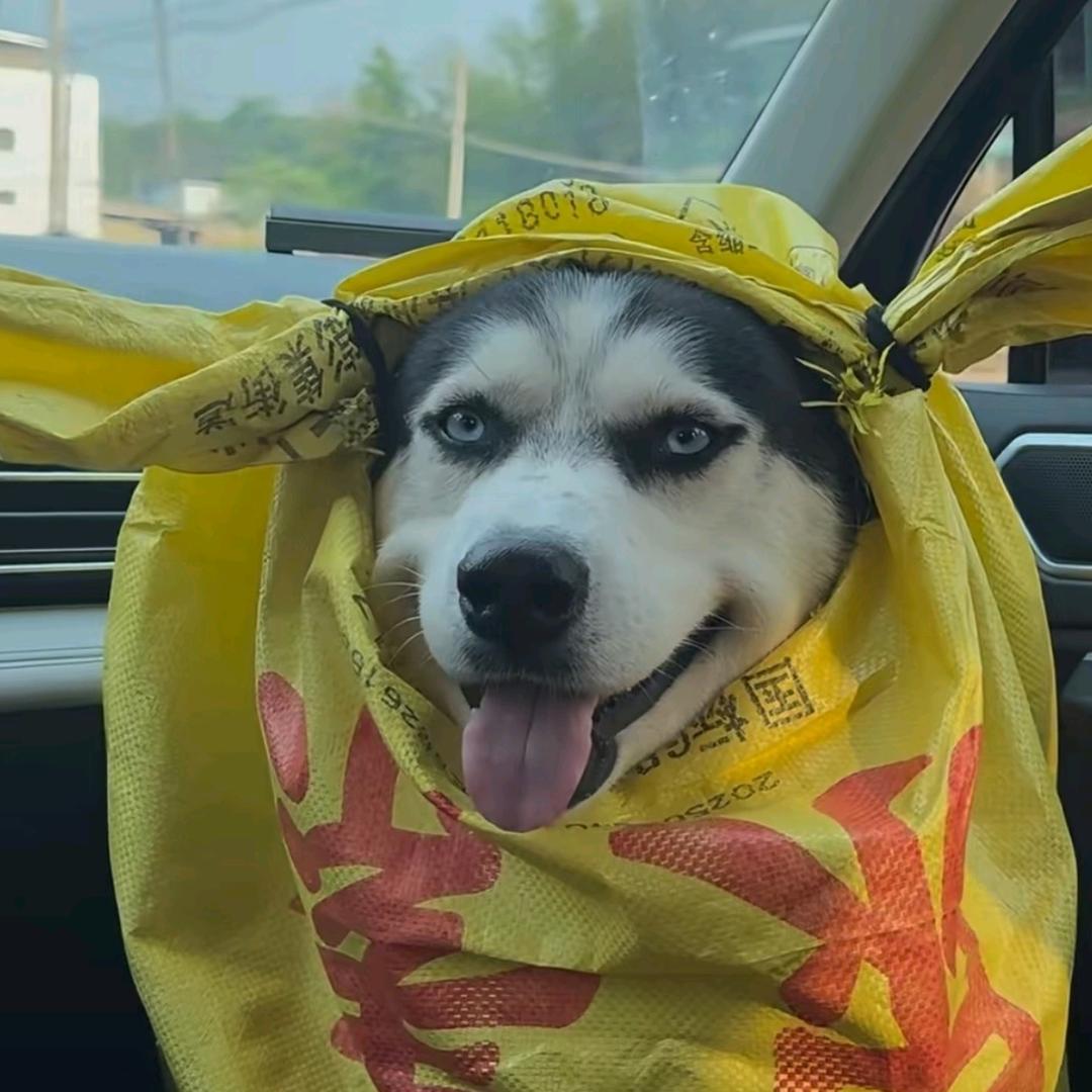 云杉