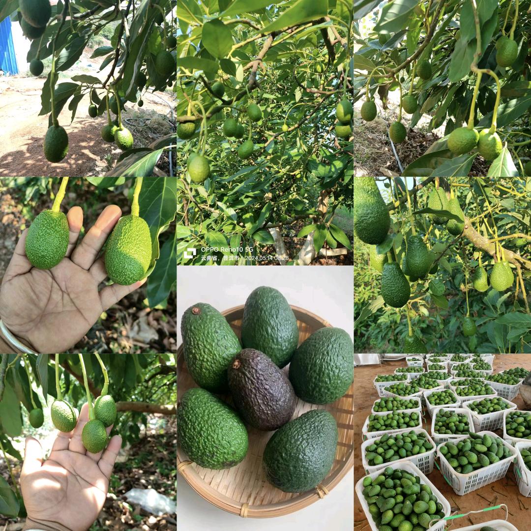 胖妹牛油果