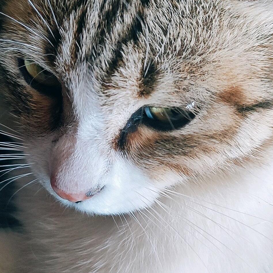 强扭的瓜不甜但是很解渴