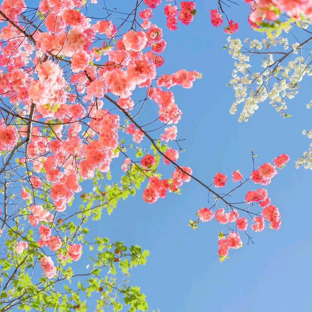 花田喜事