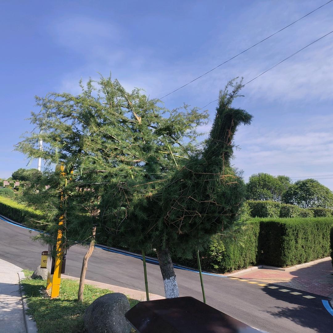 哥己不是当年的哥