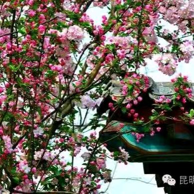 红牡丹