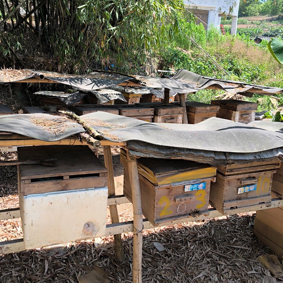 伍中蜂 快速繁蜂