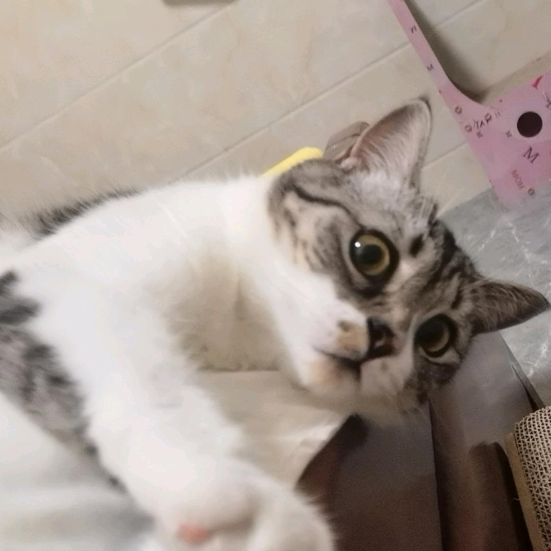 小熊猫“赖赖”