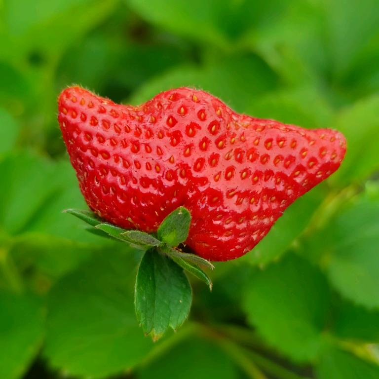 徐州草莓🍓辉