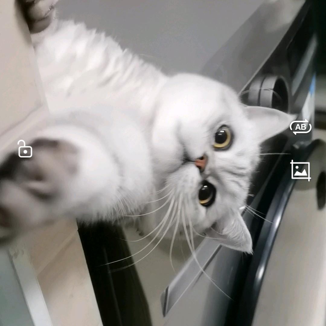 lucky是猪不是猫