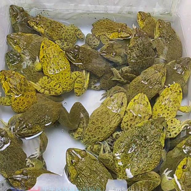 阿丽虎纹蛙源头