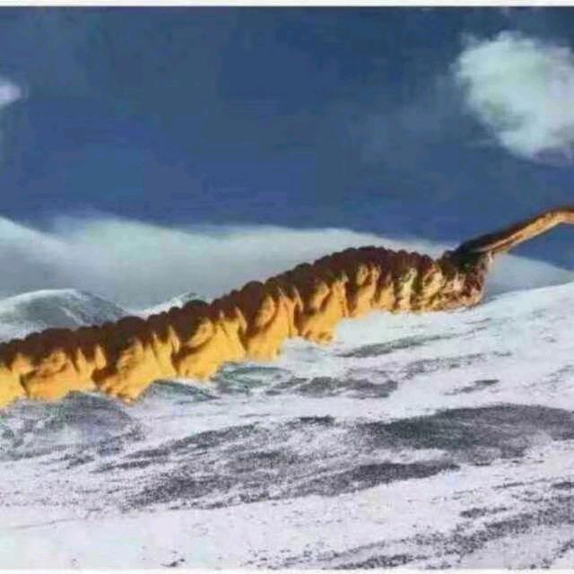 一把金刀冬虫夏草