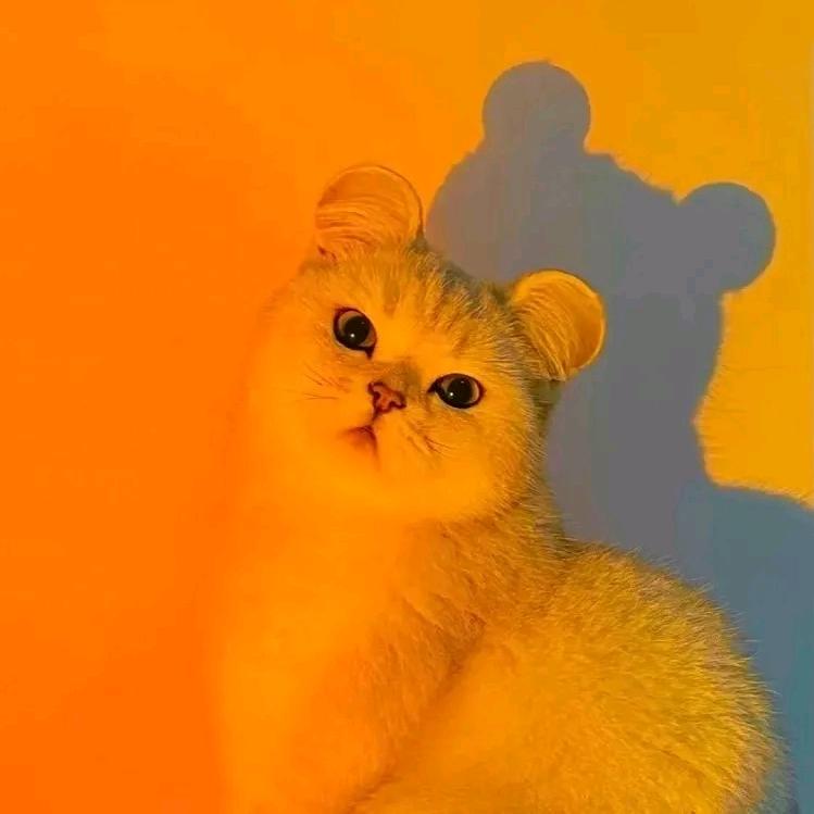 大喵🐯🐰