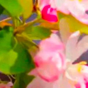 💐平平淡淡💐