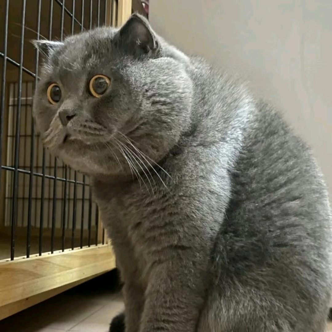小九