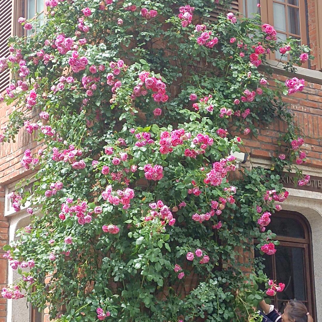 🌹英子🌹