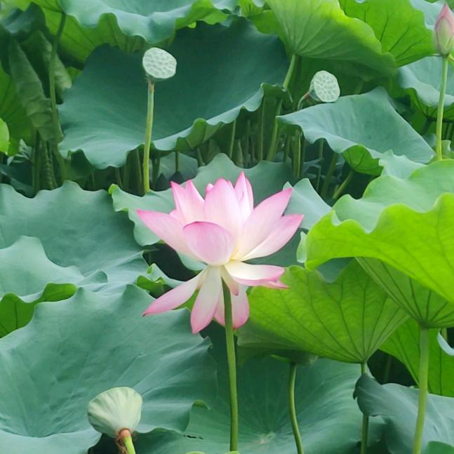 ζั͡一ั͡叶ั͡知ั͡秋ั͡✾ 🍃˚