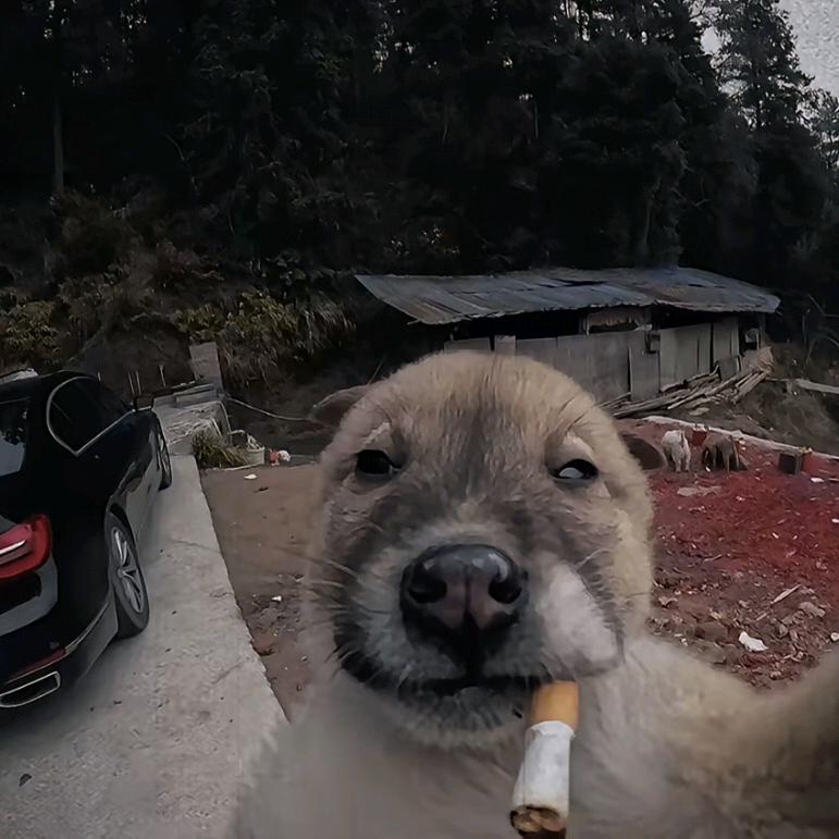 混过社会卖过萌