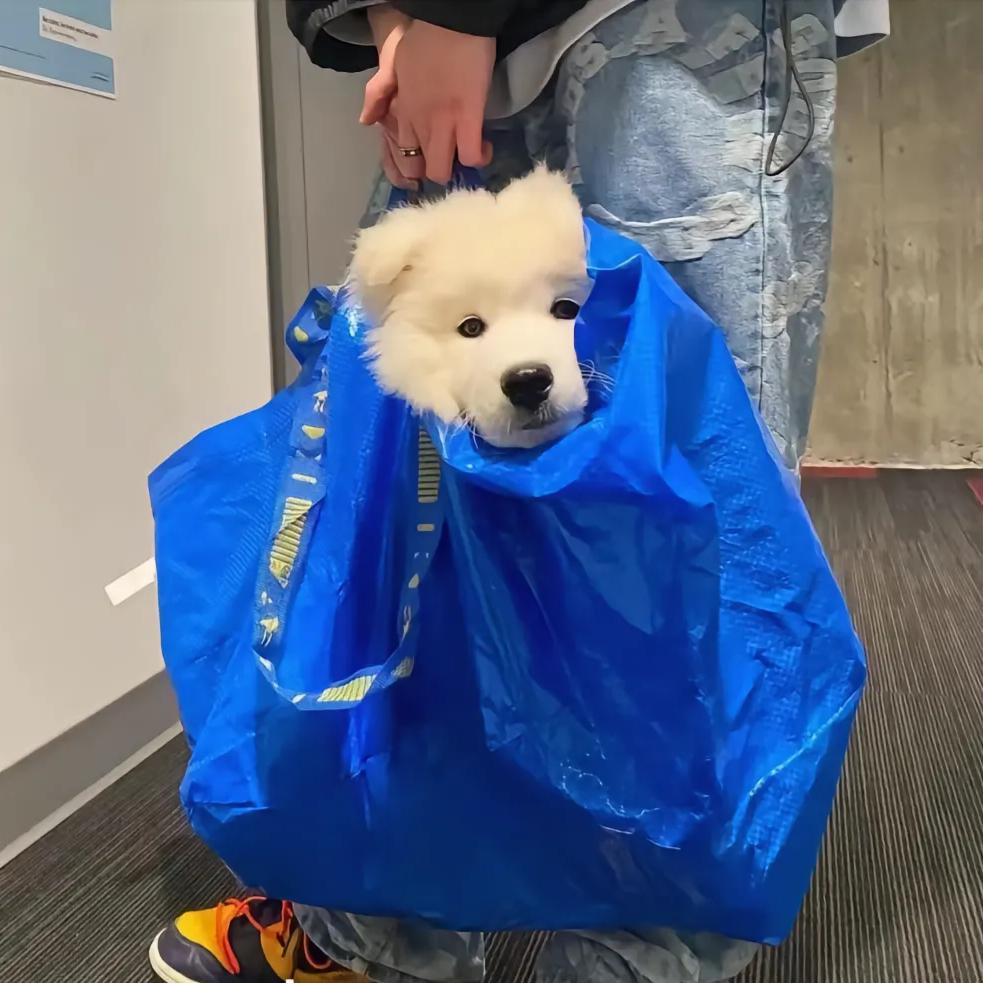 七安                ，