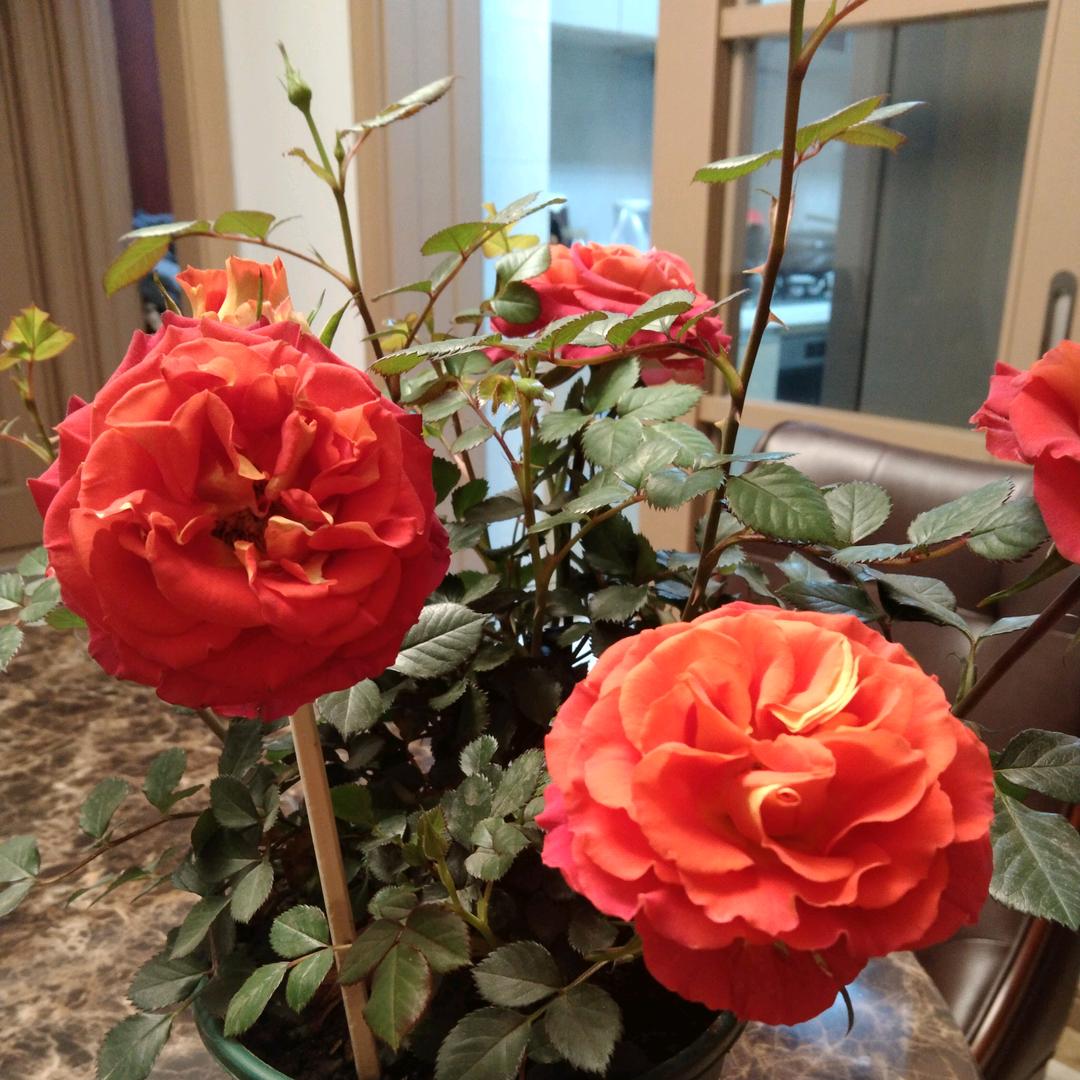一生平安