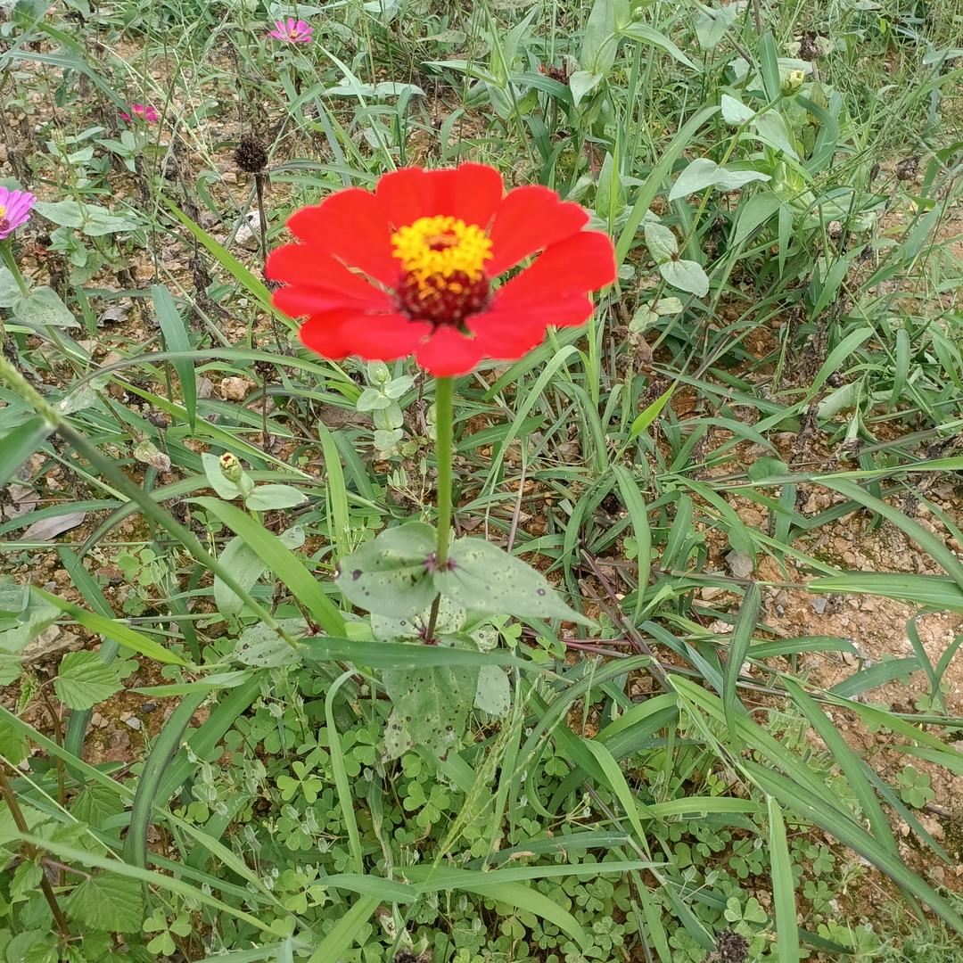 🦋ꦿ໊余生᭄🕊随缘᭄ꦿᩚ٭