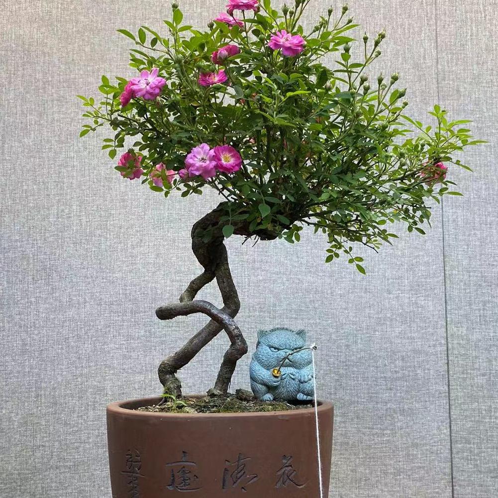 温州月季盆景