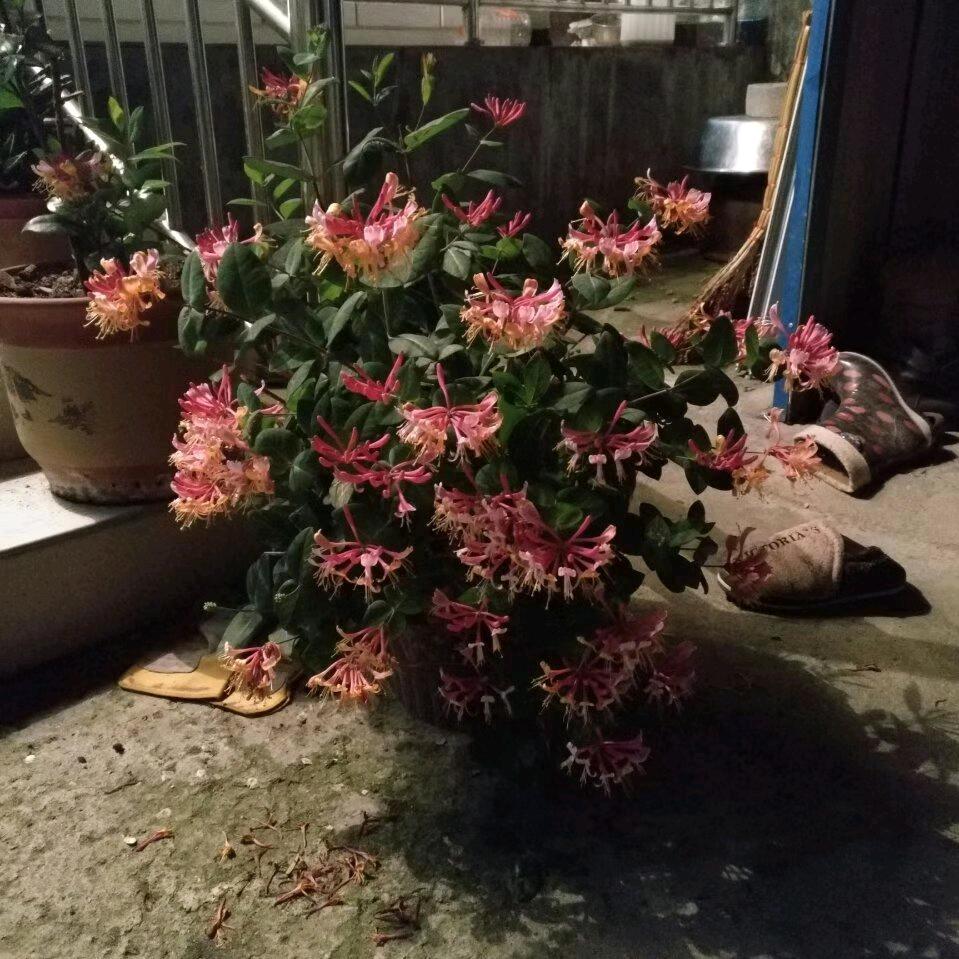 一生a平安