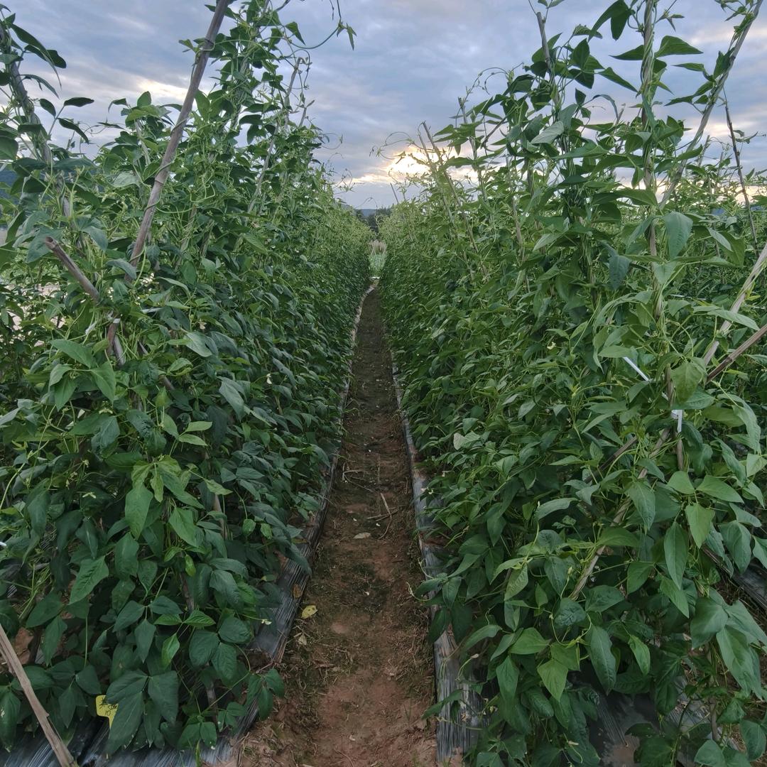 丰收小助手