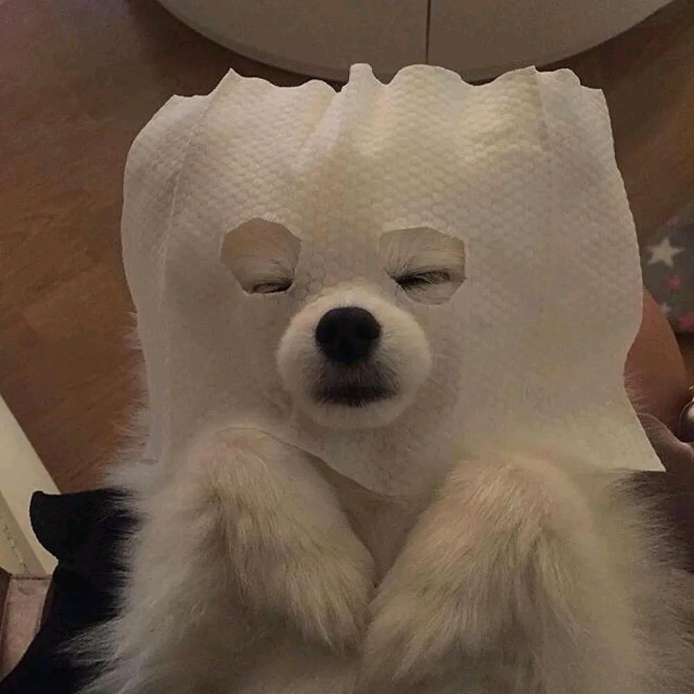 小棠追影