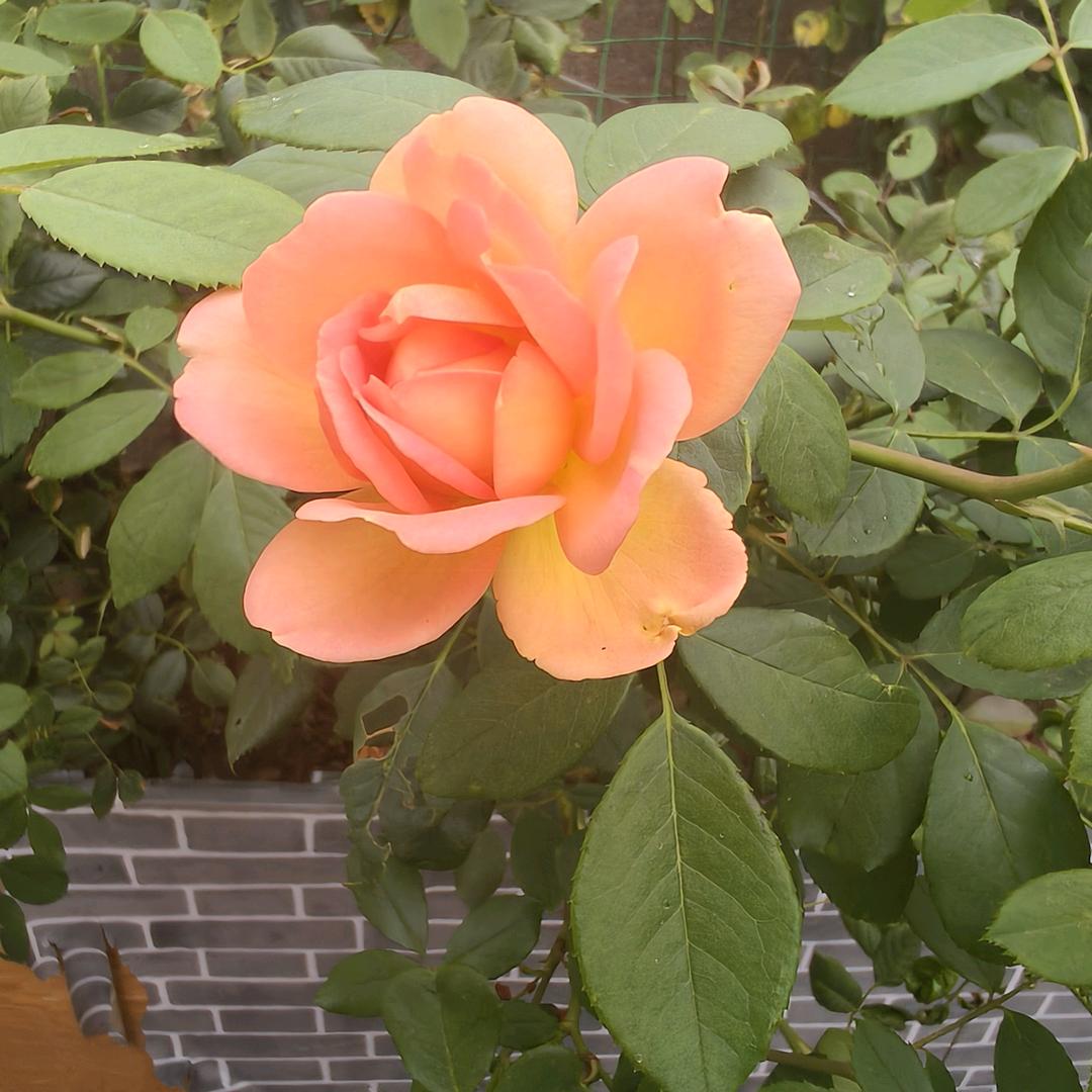 🌹一生平安🌺🌹