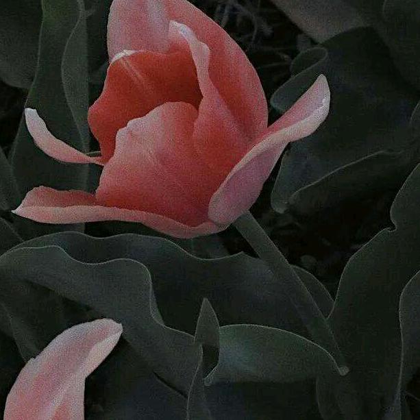 农业植保-李老师🍃