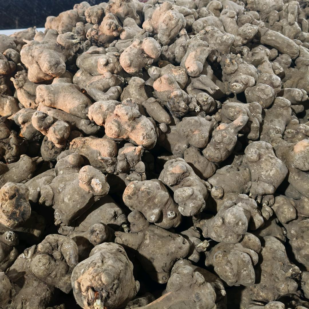 AAA.专业白术全检个子片子