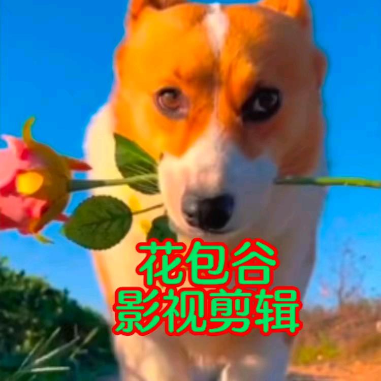 花包谷影视剪辑（收徒）LY