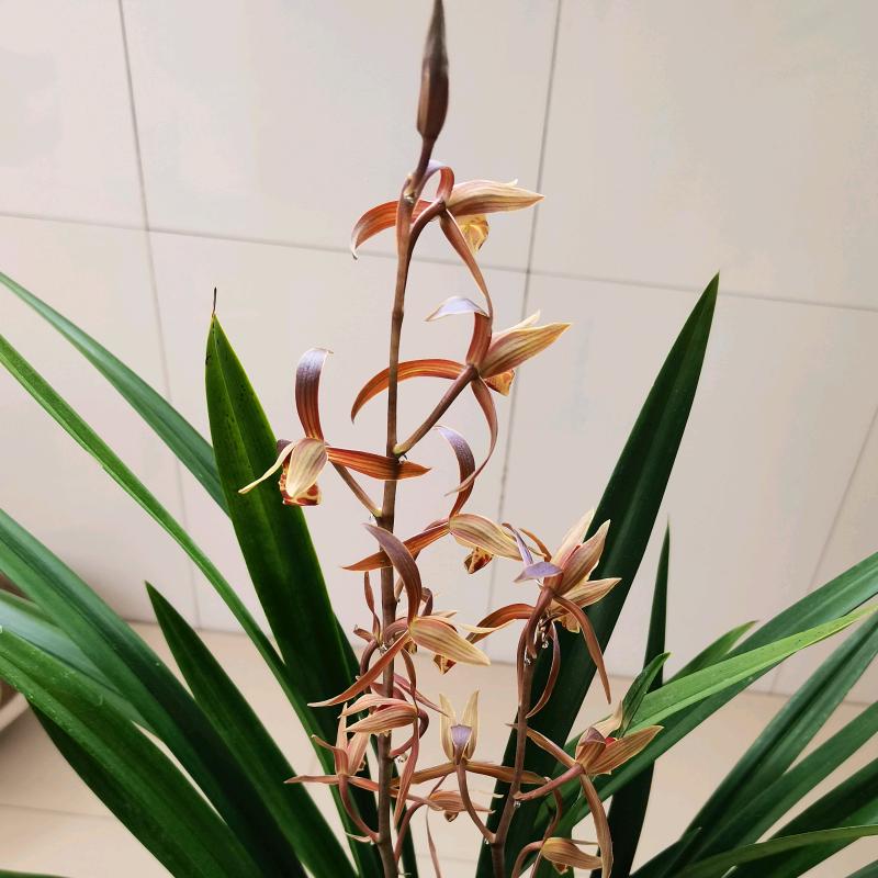 英姿飒爽