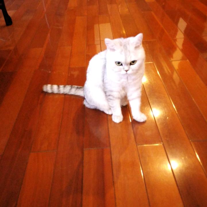 猫咪