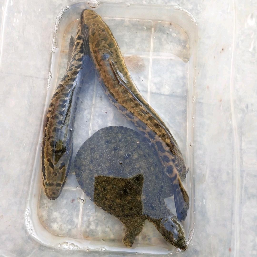 自然鱼(野外生存营)