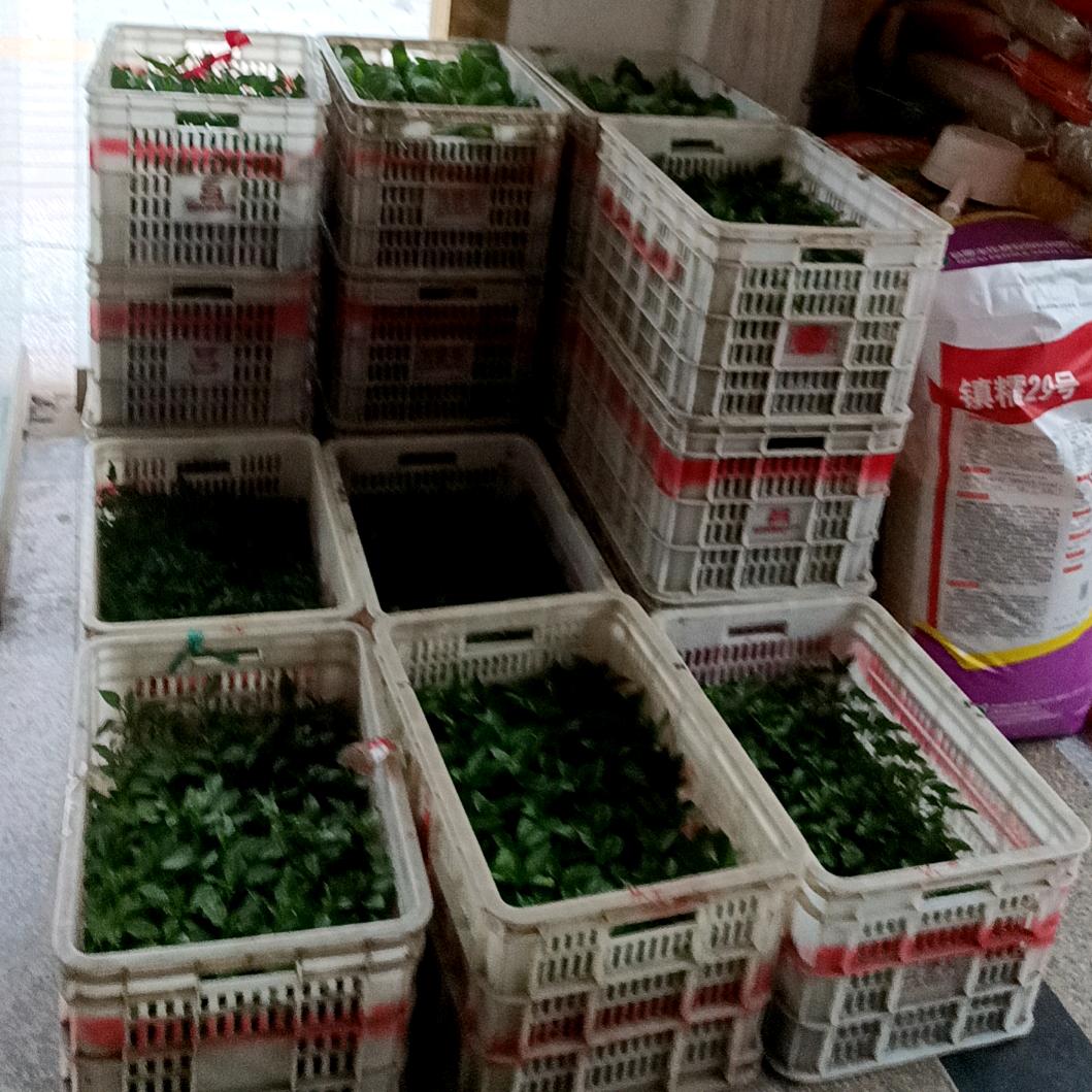 就一卖种子农药的