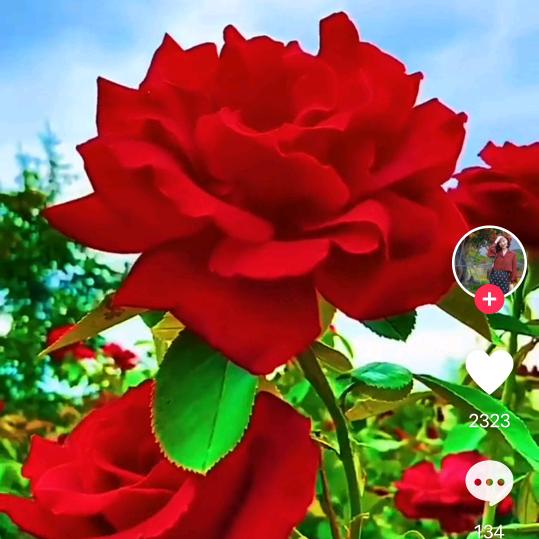 山青水秀（邱）