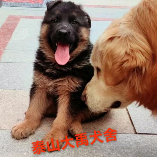 泰山犬王