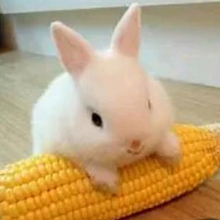 五阿哥💞℘🐰🐰🐰🐰