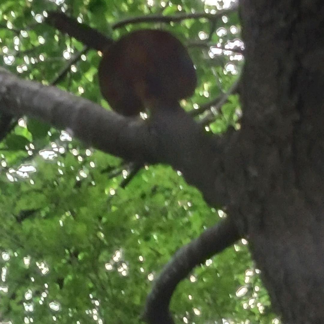 世外桃圆散养黑猪