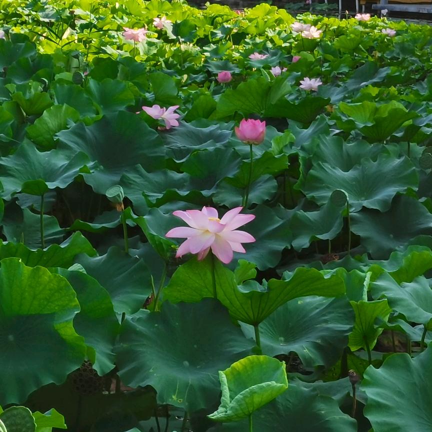 灵鸢