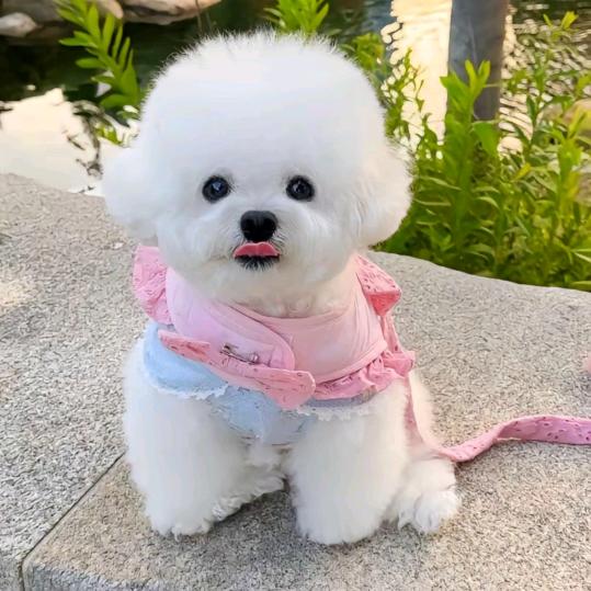 商丘皮夹克宠物