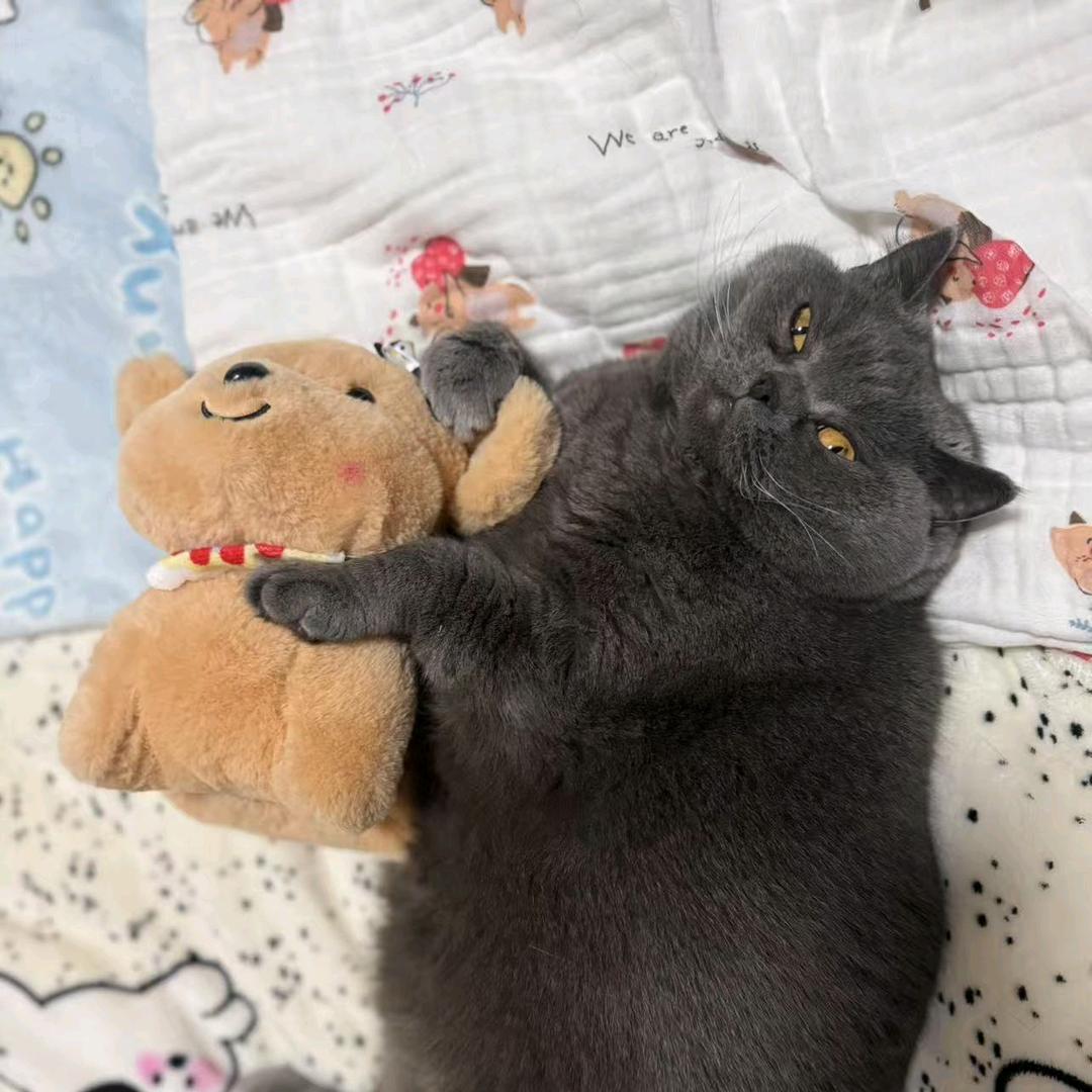 ⺌⺌