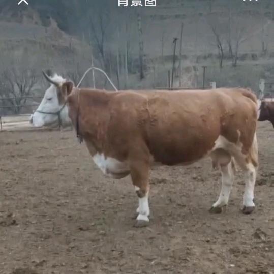 華瑞☞養殖場