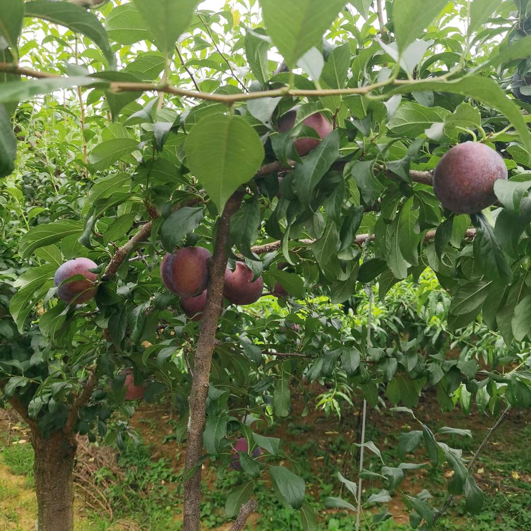 醉忆红颜
