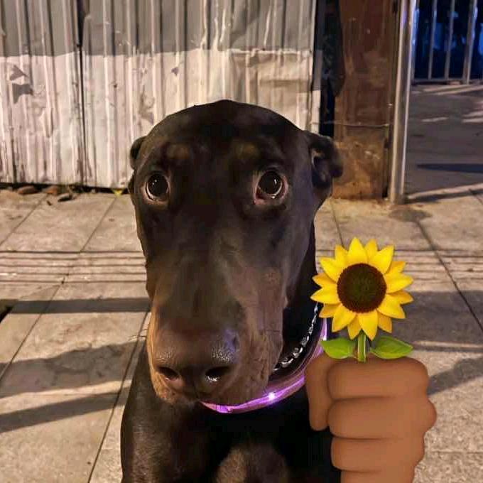 cf磊子