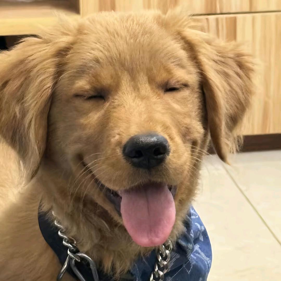 板栗