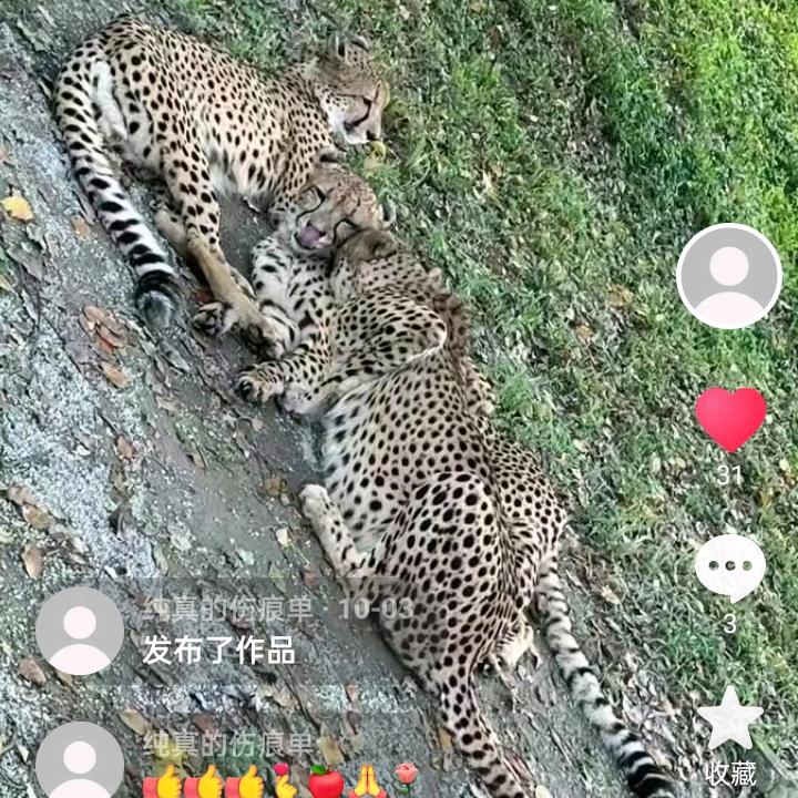 纯真的伤痕