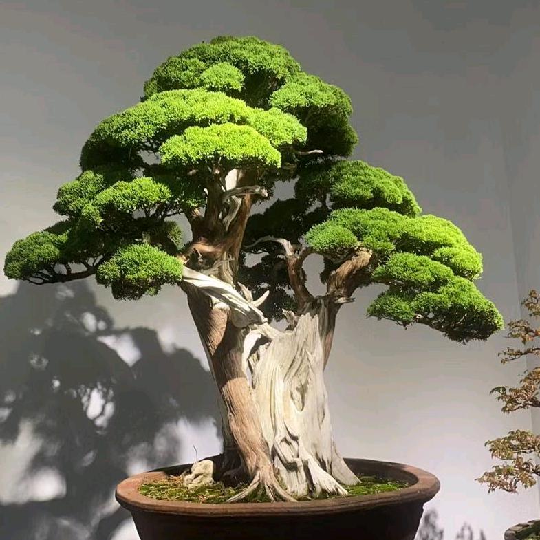 好景园艺盆景