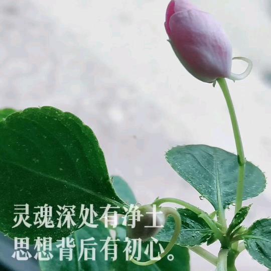 红妹儿🎤