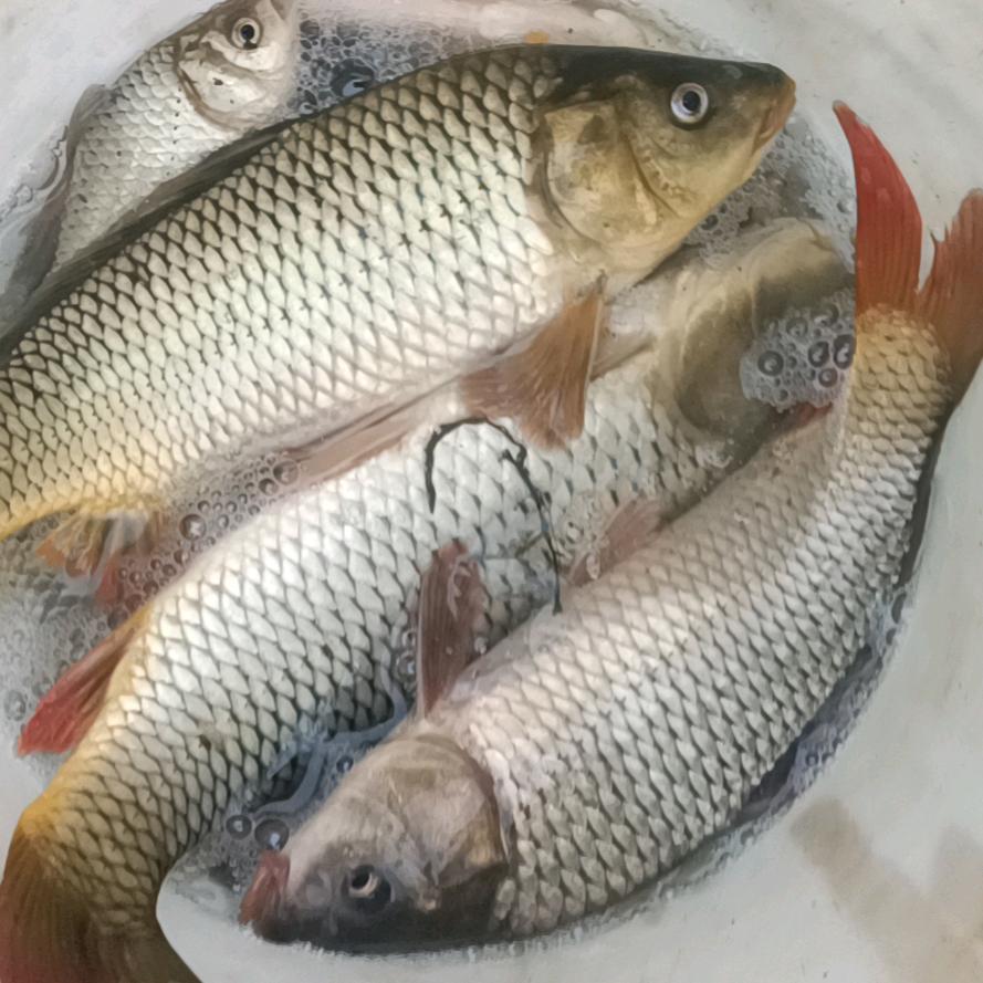 专业石膏粉刷   喬