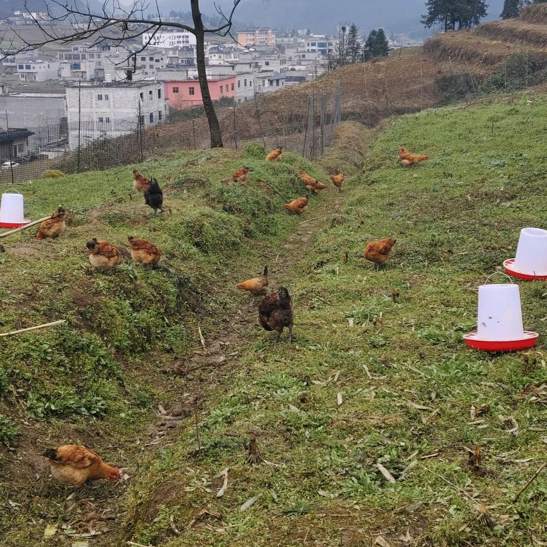镇雄农村散养土鸡