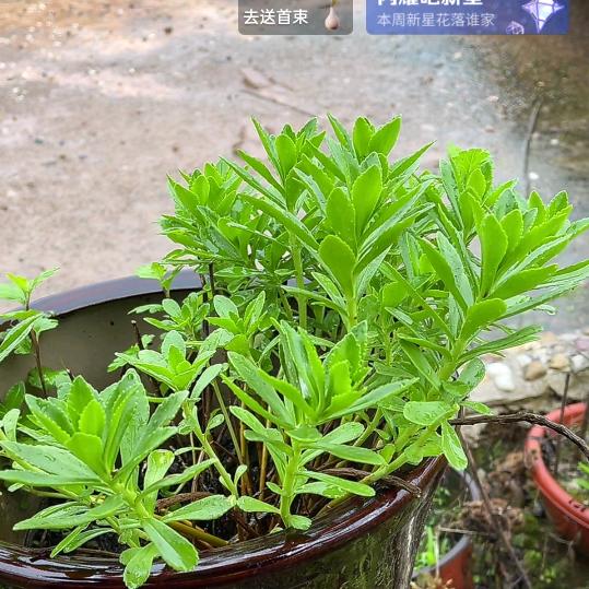 鑫晨